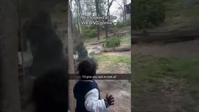 Горилла повернулась спиной