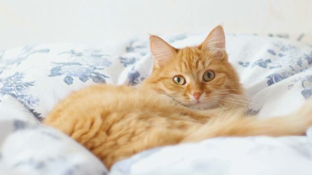 Девушка принесла котенка домой. То, как с ним поступил ее парень, шокирует!