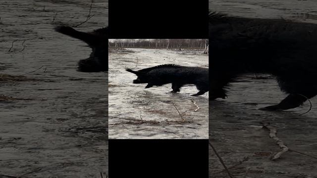 09-01-2025 Охота на кабана