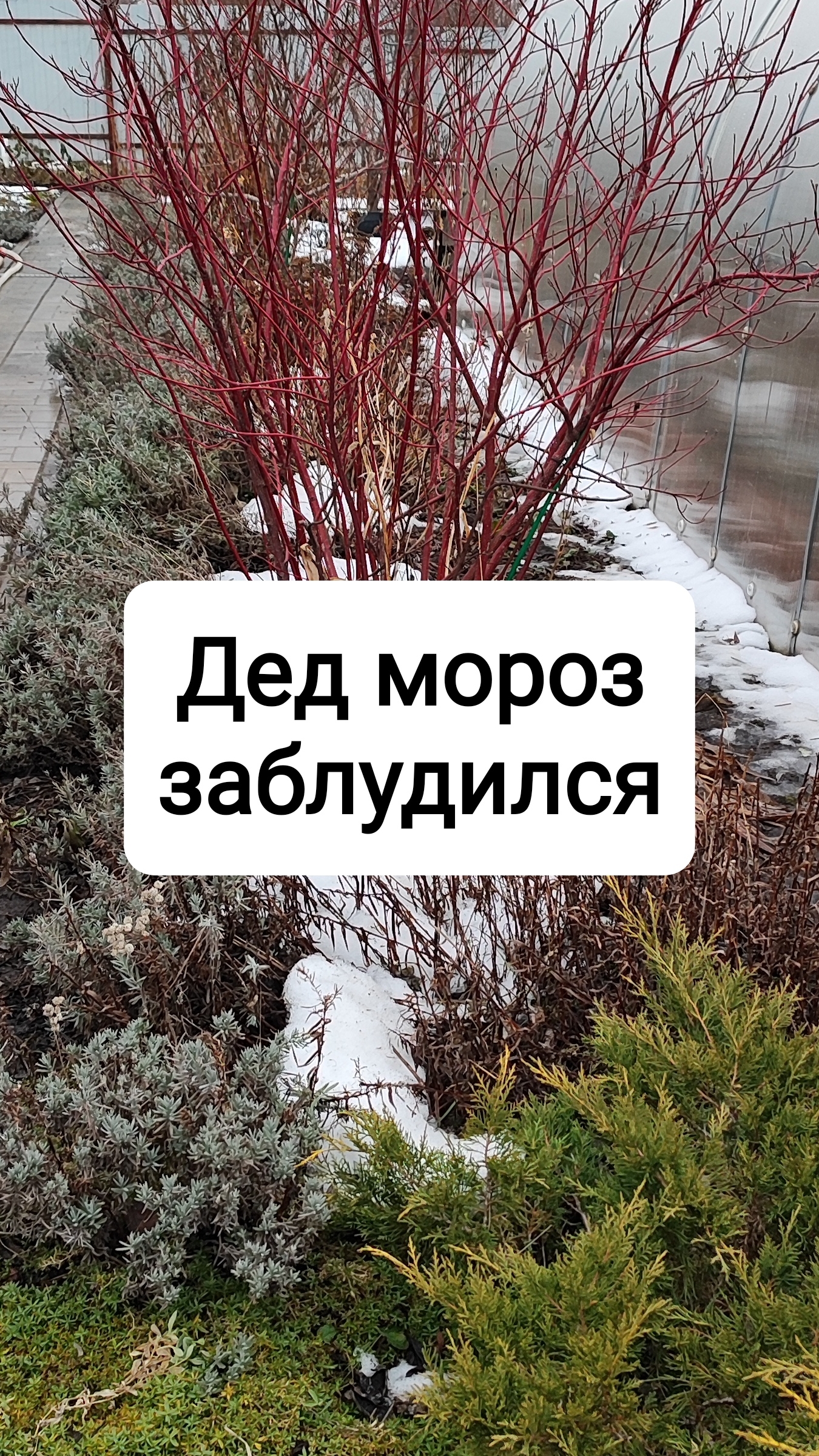 Дед мороз заблудился