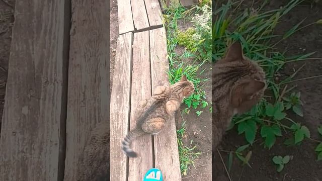 Котя на прогулке!