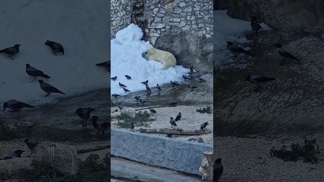 московский зоопарк