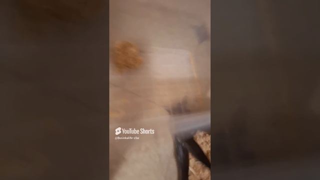 scene_output.mp4