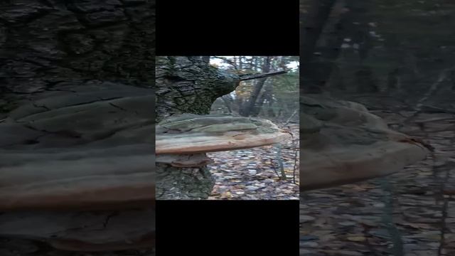 ❗Трутовик мощный - древесный гриб❗ #shorts #short #nature #грибы #природа #лес