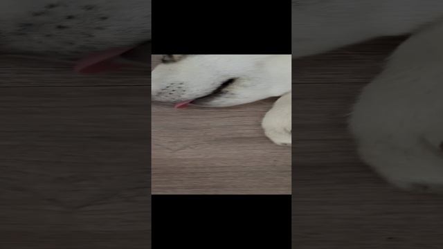 Сладкий сон