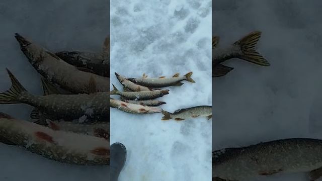 1000003181.mp4