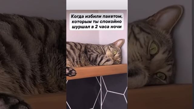 кот в депрессии.mp4