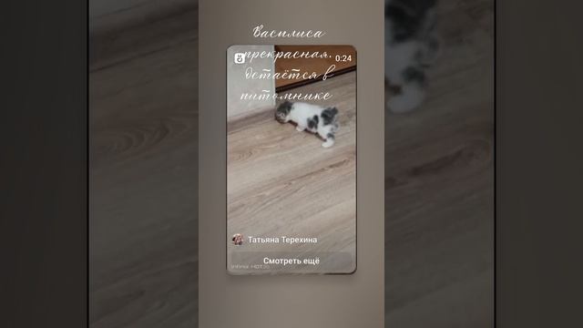 Василиса. Курильский бобтейл