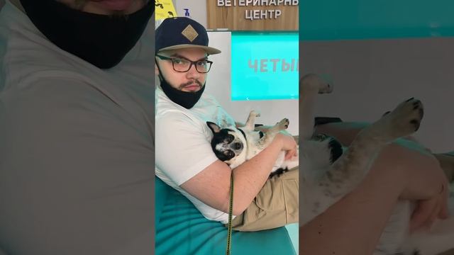 Когда пошли делать узи чихуахуа #shorts | waiting for chihuahua ultrasound