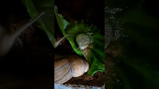 Achatina eating lettuce, hyperlapse part 1/Ахатина поедает листья салата, гиперлапс часть 1