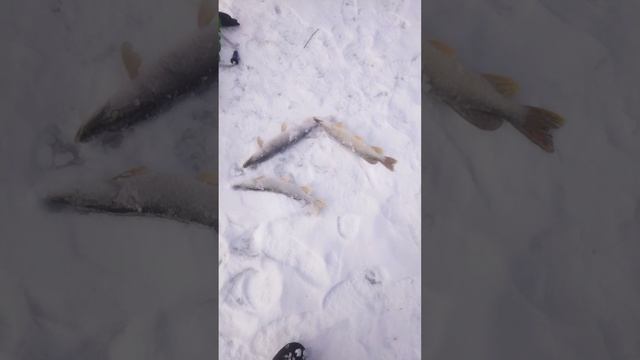 02 декабрь 2024г.