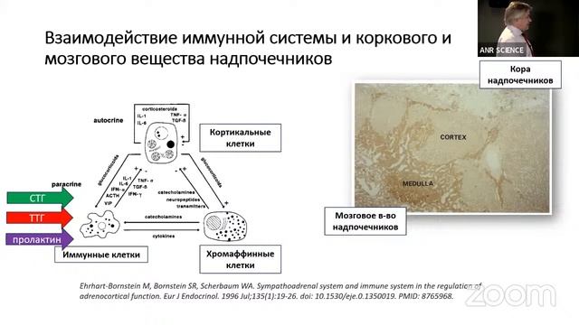 Единство иммунной и нейроэндокринной систем на примере изучения адренокортикотропного гормона