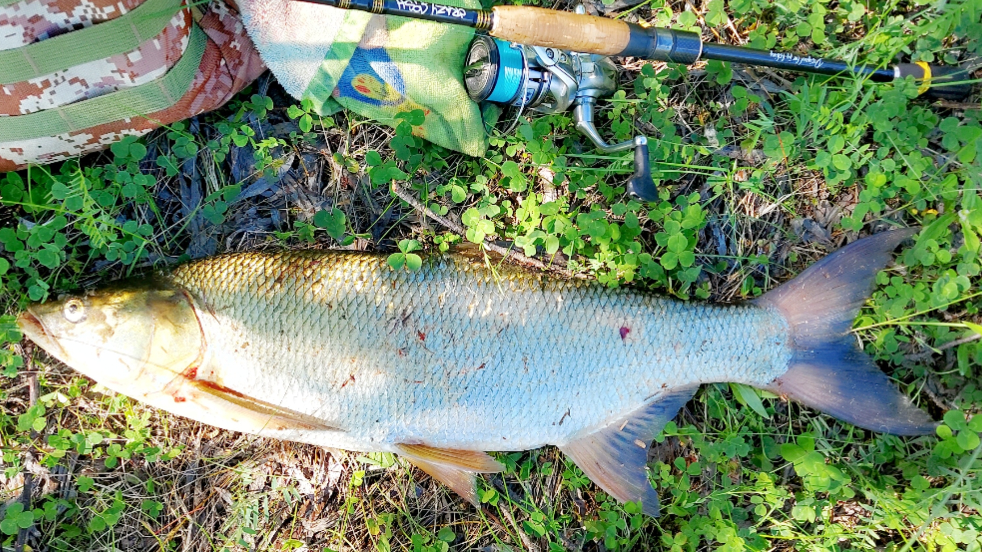 Июнь/Крупный жерех на лайт с берега! 🎣