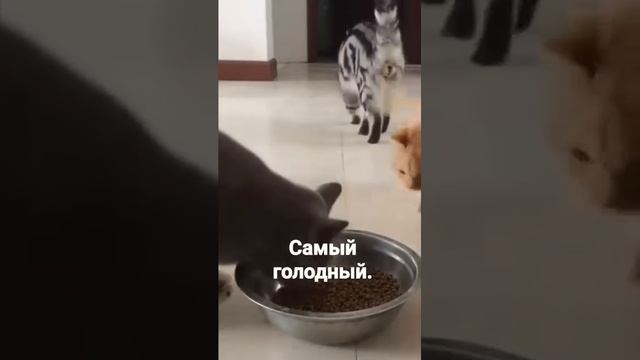 Кушаааать 🤣