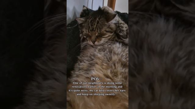 Коты тоже страдают от бесконечного ремонта соседей