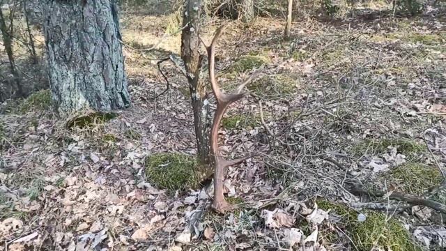 Поиск рогов .Рога оленя. свежие рога оленя .zrzuty jelenia 2022.