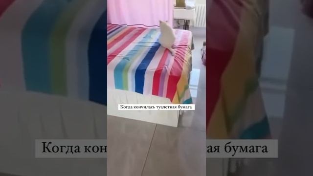 Коты - чистоплотное животное 😂