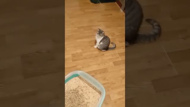 Котов мало не бывает