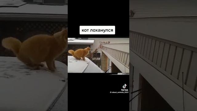 Кот Тормоз