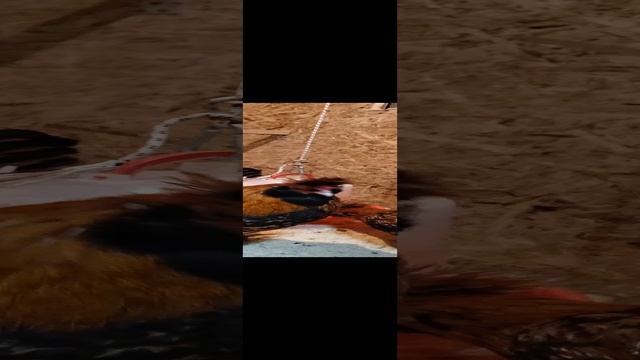 1000080893.mp4