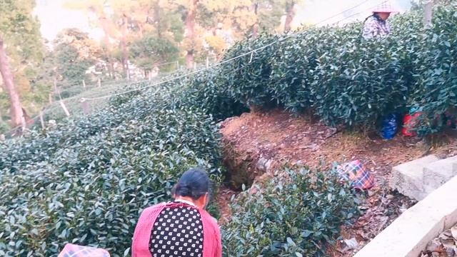 西湖茶村周阿姨茶園. В гостях у тётушки Чжоу на озере Си Ху и её чайные угодья.