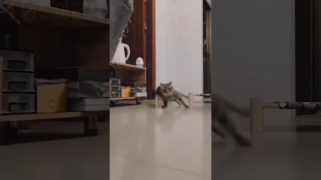 Кошачий дрифт