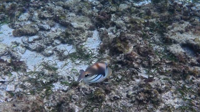 Sea odyssey. In the footsteps of Cousteau. Snorkeling and Diving in the Philippines. Ep 3. 12/30/24