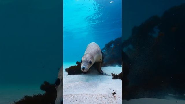 Самые игривые океаны - водонепроницаемые собачки