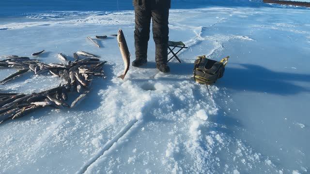 Северный Сахалин зимняя рыбалка на реках. 
Fishing on the river