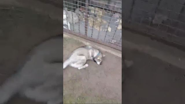 Хаски. Бэйли делает подкоп!