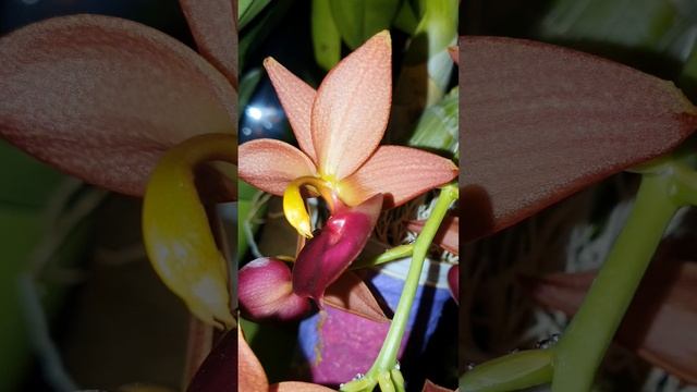 Cycnodes 'Taiwan Gold Orange'