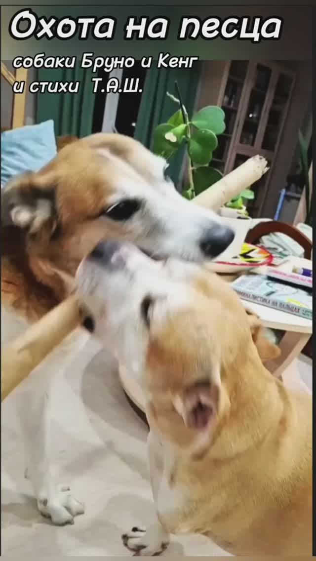 Охота на песца