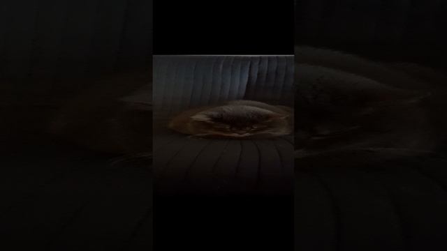 знакомимся с вторым питомцем котом чубаккой
