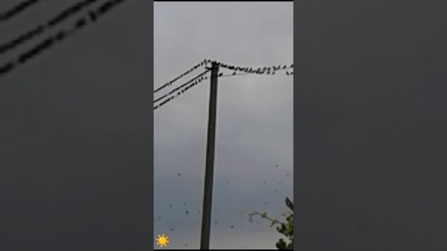 Невероятное нашествие птиц. Урицкие дачи 2014год Энгельс