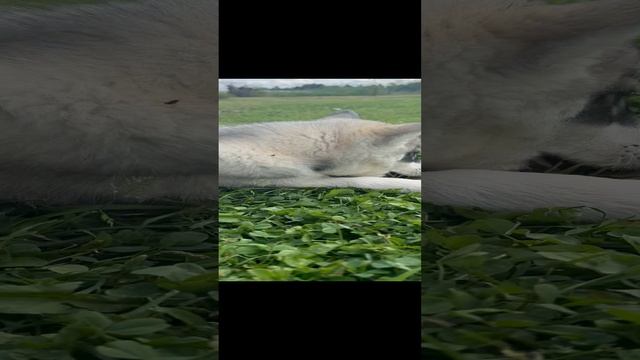 Хаси подростки