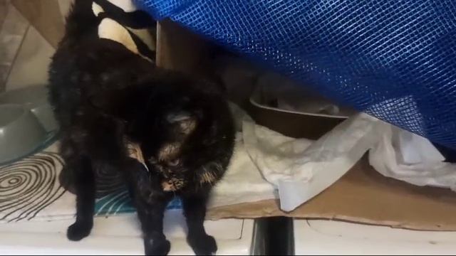 Сима-Серафима.mp4