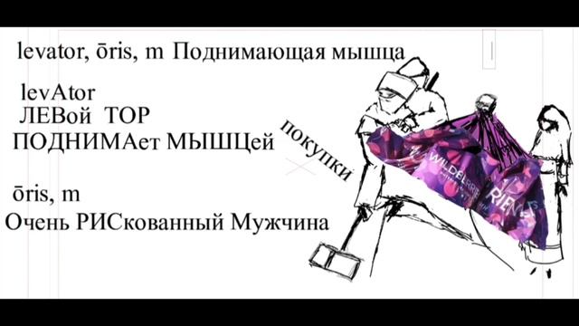 levator - поднимающий мышца - запоминалка - говорит Бромедик Никита