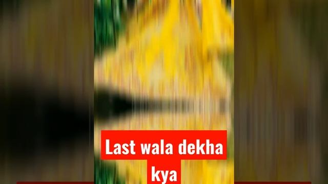 Yellow lehnge for haldi jldi dekhe #viral #viralvideo #shortsvideo #shorts #youtybeshorts #shorts