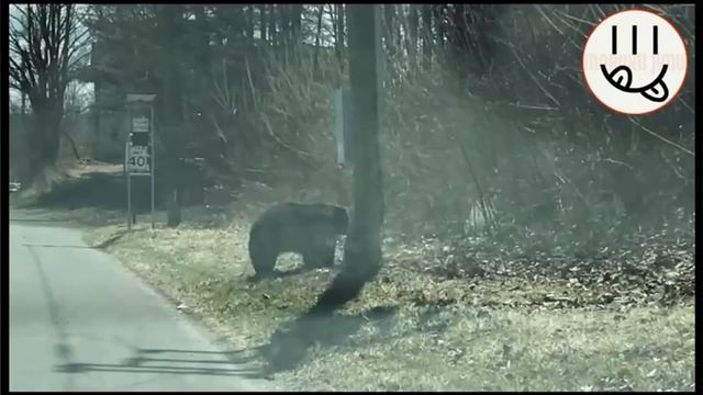 ЖИЗНЬ МЕДВЕДЕЙ 🐻 02:00 МИН.