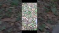 нашли серебряную монету искатели сокровищ