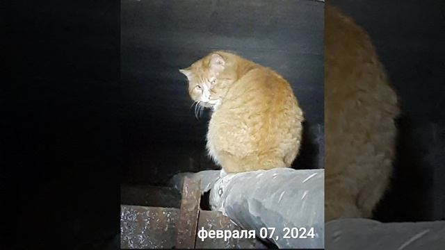 Простите,  но `🐈мне уже пора..