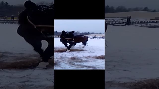 Будешь сухарик? 🐴