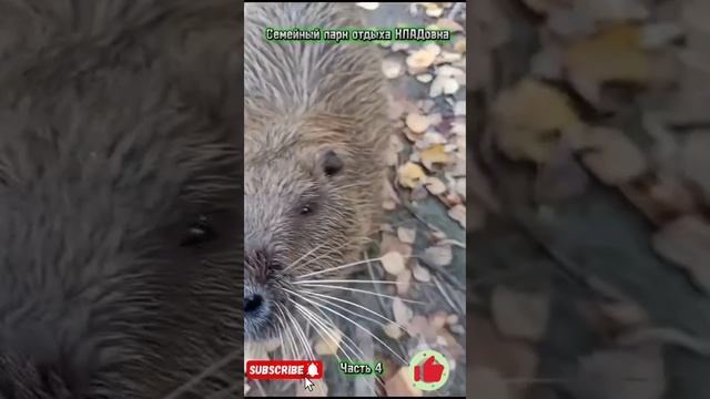 Семейный парк отдыха КЛАДовка| Часть 4