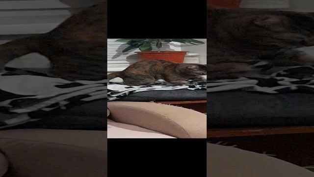 1000036633.mp4