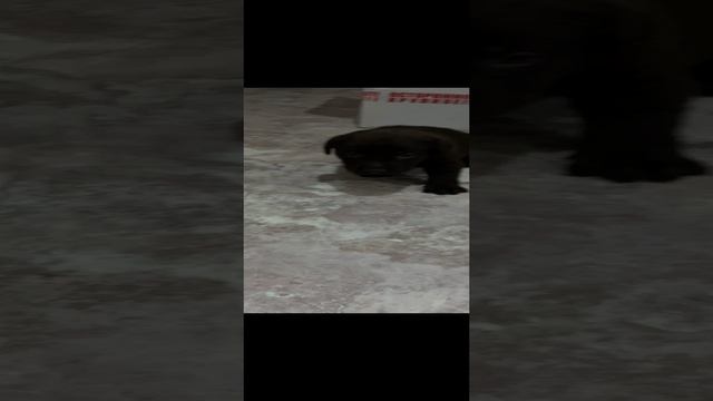 Наша новая жительница, ей ровно 1 месяц