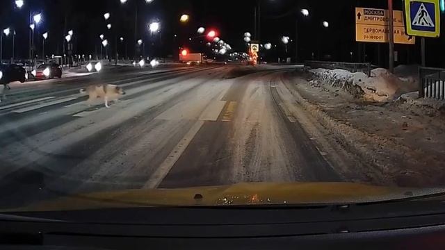🐕В Долгопрудном умные пёсики дождались, когда загорится зеленый, и перебежали через дорогу🐕