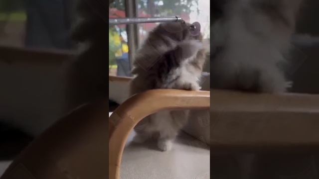 ЛАЙФХАК 👆 Смешные котики и собачки