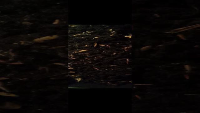 VID_20250106_193713.mp4