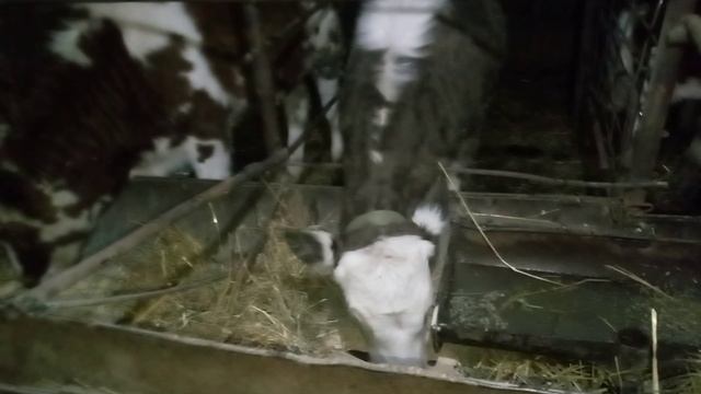 Первый раз держу бычков