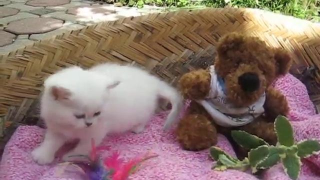 ChinchillaCats@ Schönweg presents  silver chinchilla point kitten  / Lid "Mary Had a Little Lamb"